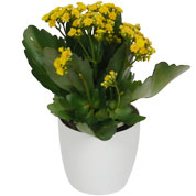 Kalanchoe amarillo + Cubremaceta Blanca